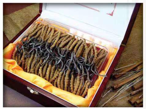 东莞冬虫夏草回收